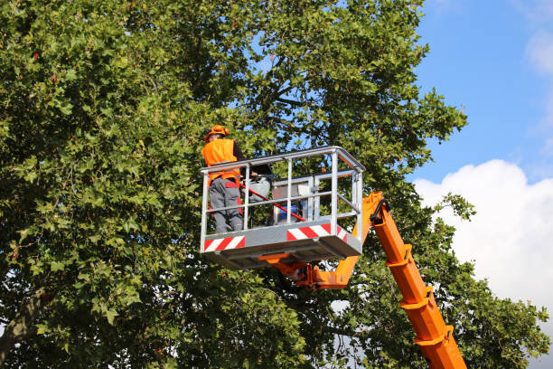 Best Tree Mulching  in Atkins, VA