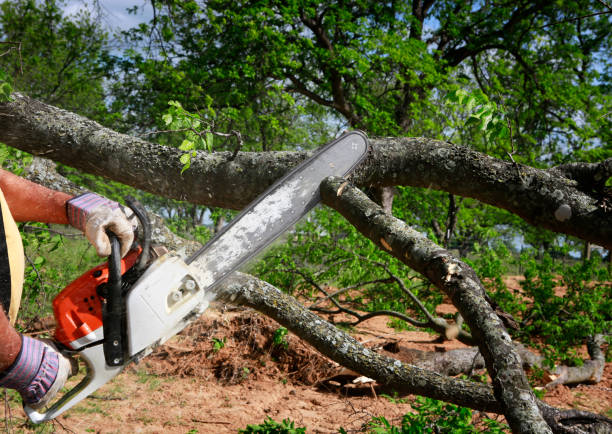 Best Tree Cabling and Bracing  in Atkins, VA